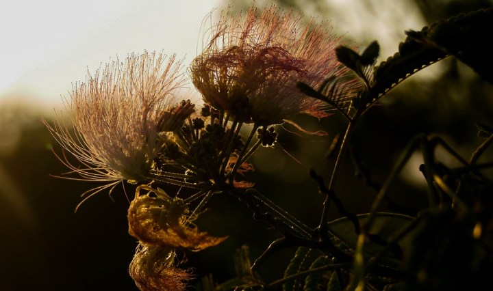 blossoms, nature, virginia