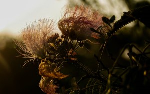 blossoms, nature, virginia