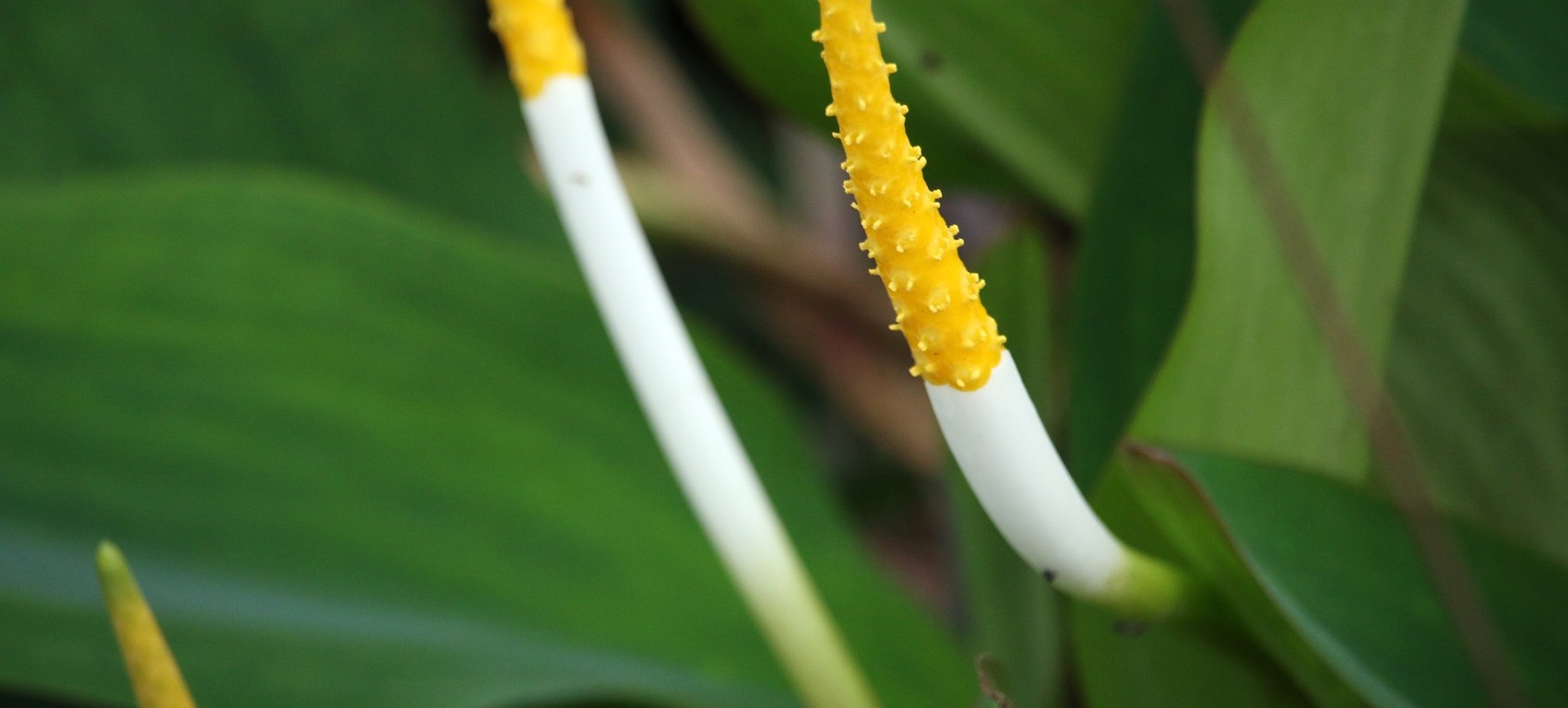 aquatic plant, nature, florida