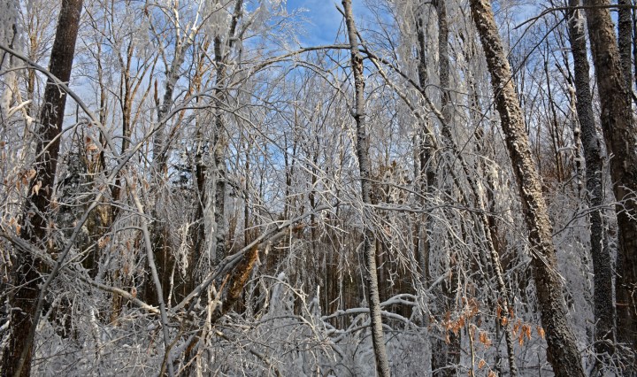 ice storm, hubbard brook, new hampshire, nature, science