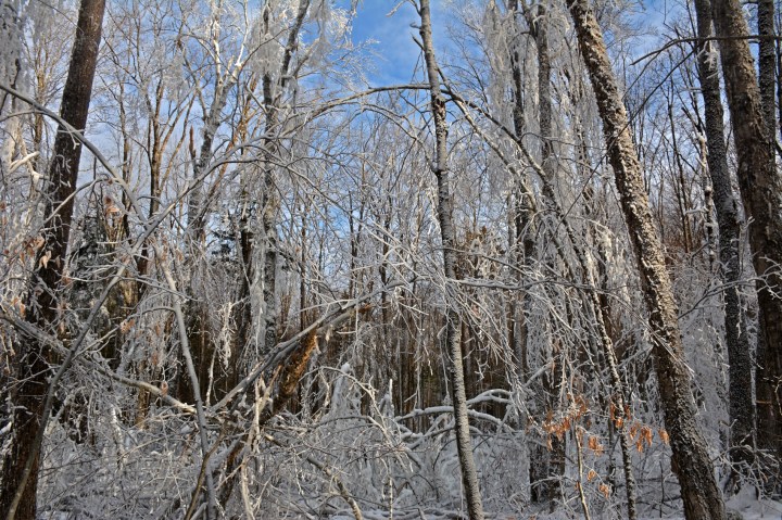 ice storm, hubbard brook, new hampshire, nature, science