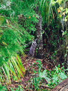 springs, florida, three sisters, nature
