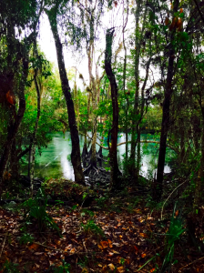 springs, florida, three sisters, nature