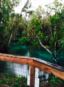 springs, florida, three sisters, nature