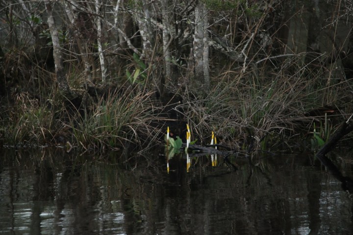 east river, florida, nature