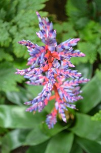 royal botanic gardens, london, flowers, nature