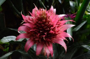 royal botanic gardens, london, flowers, nature