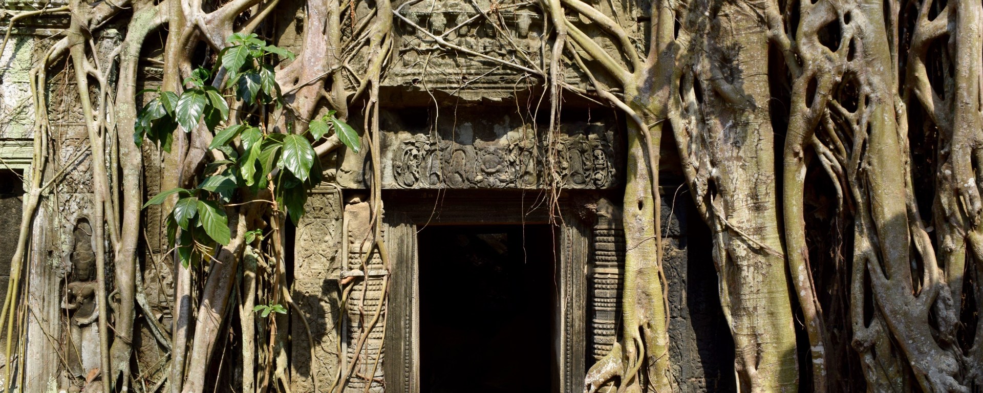cambodia, temple, nature, travel