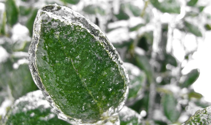 ice storm, winter, nature