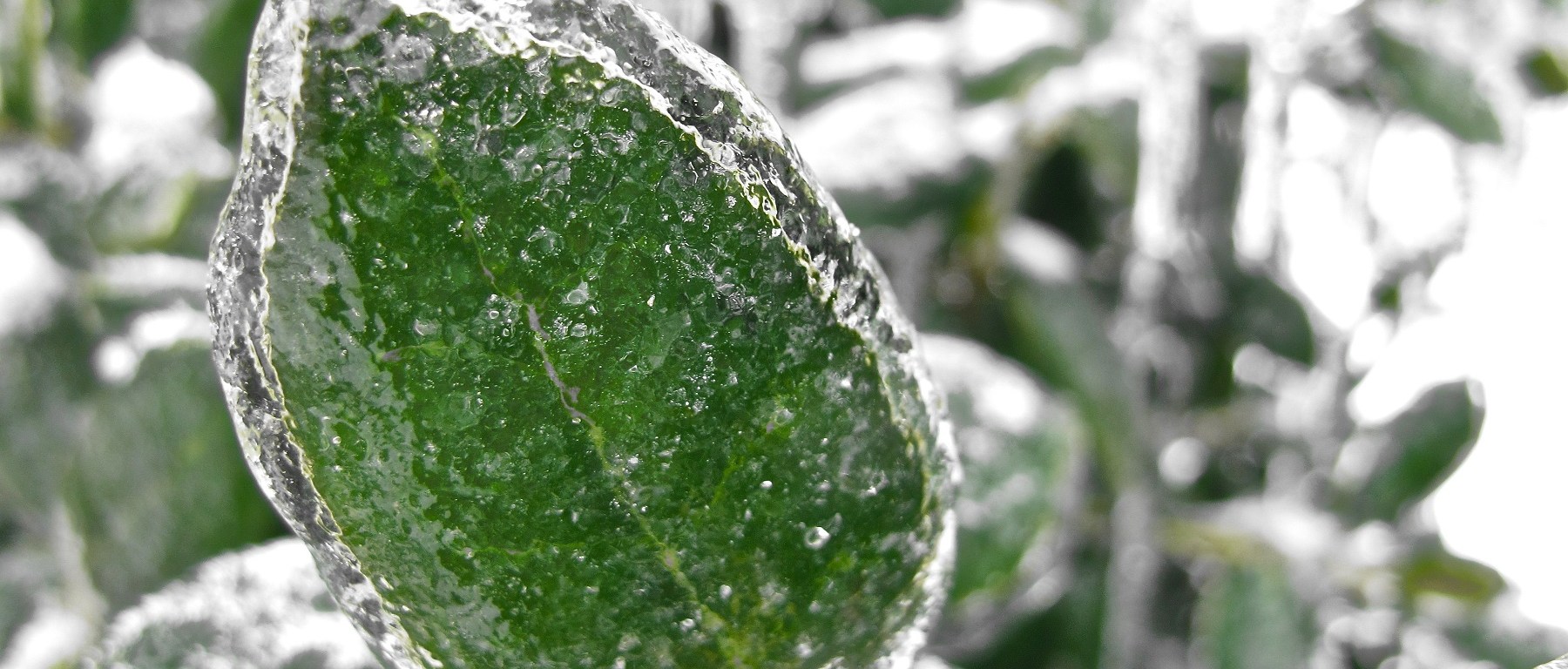 ice storm, winter, nature