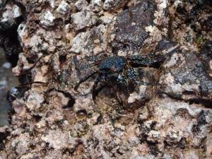 Galapagos, travel, nature, crab