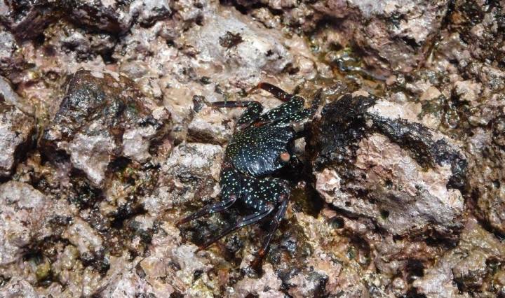 Galapagos, travel, nature, crab