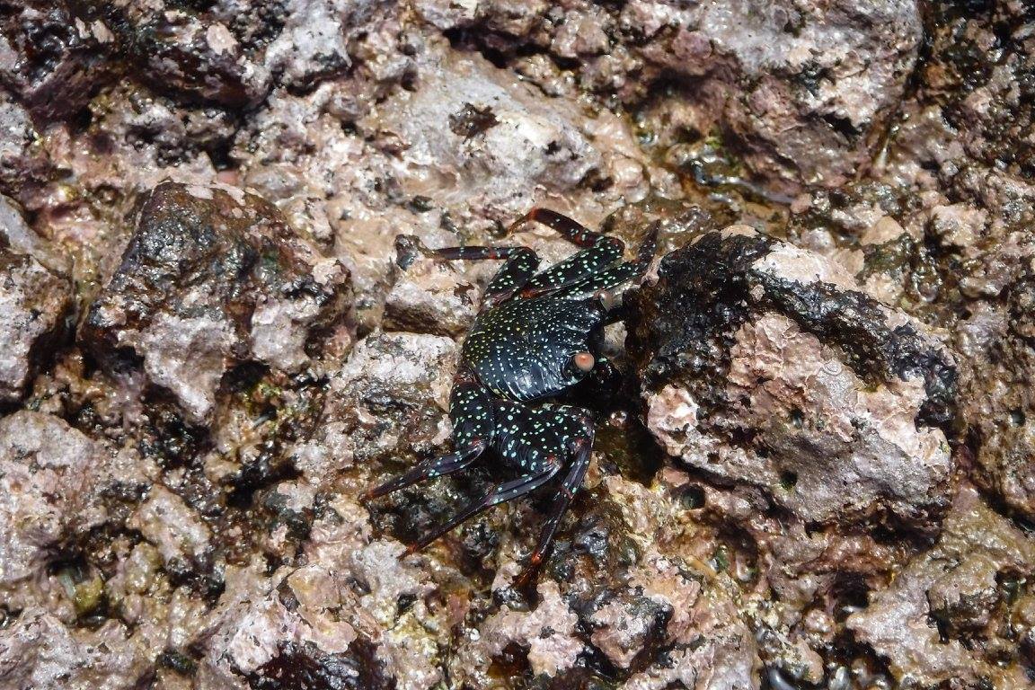 Galapagos, travel, nature, crab