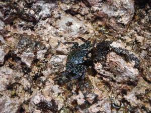 Galapagos, travel, nature, crab