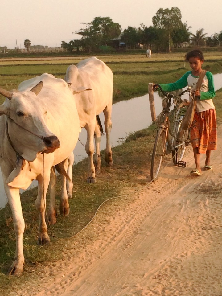 nature, landscape, travel, cambodia, atv