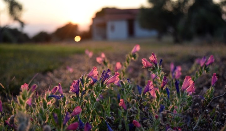 flowers, nature, greece, travel