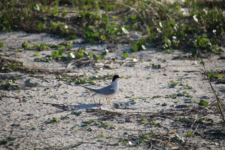 skimmer, birding, bird, florida, baby, chicks, least tern