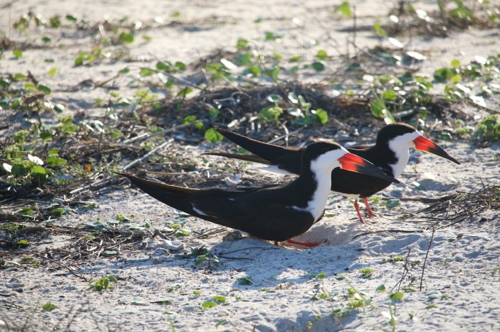 skimmer, birding, bird, florida, baby, chicks
