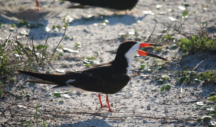 skimmer, birding, bird, florida, baby, chicks