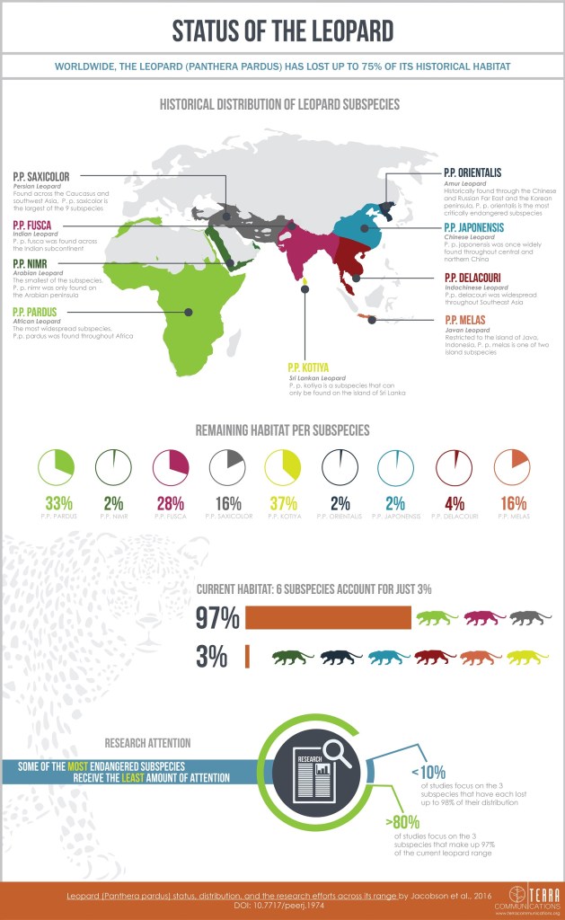 infographic, nature, leopards, science