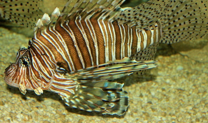 lionfish, nature, florida, invasive species