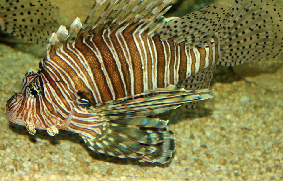 lionfish, nature, florida, invasive species