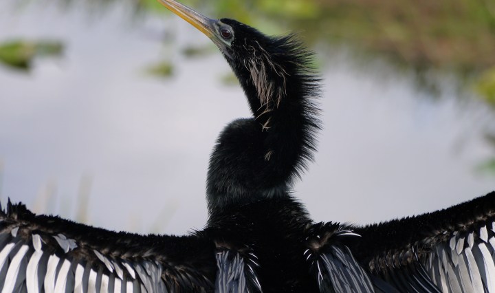 nature, anhinga, florida, birding