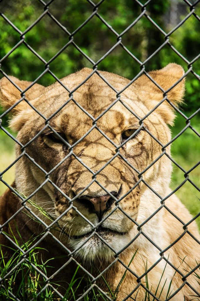 lion, tiger, carolina tiger rescue, nature