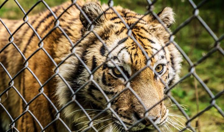 tiger, carolina tiger rescue, nature, north carolina