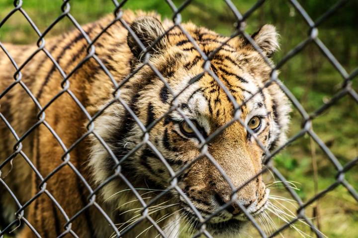 tiger, carolina tiger rescue, nature, north carolina