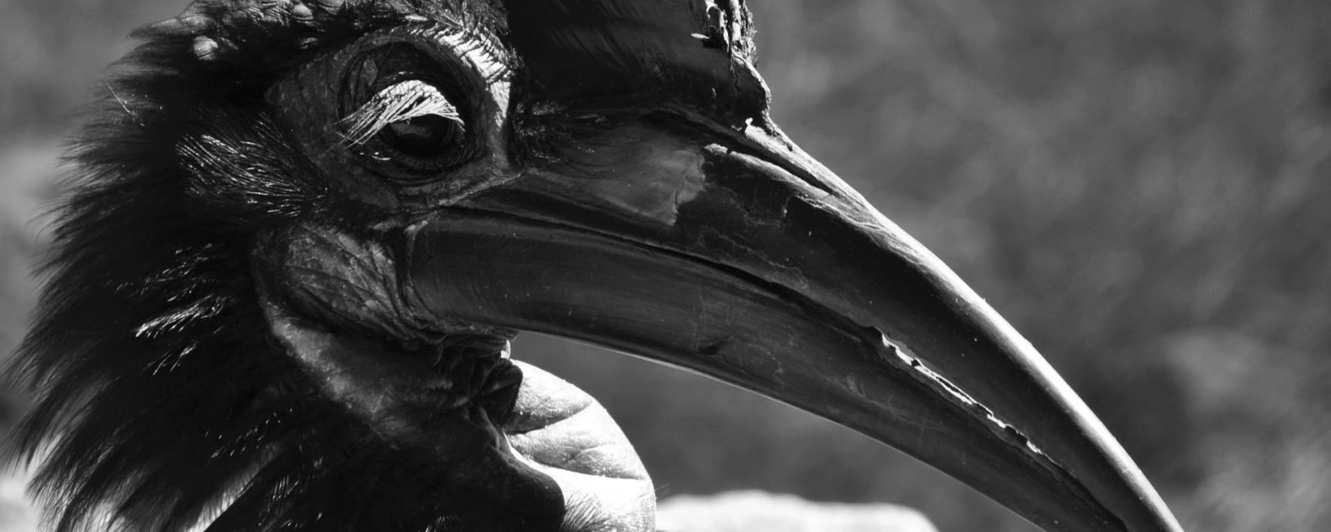 hornbill, nature, bird, birding