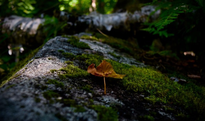 hiking, nature, landscape