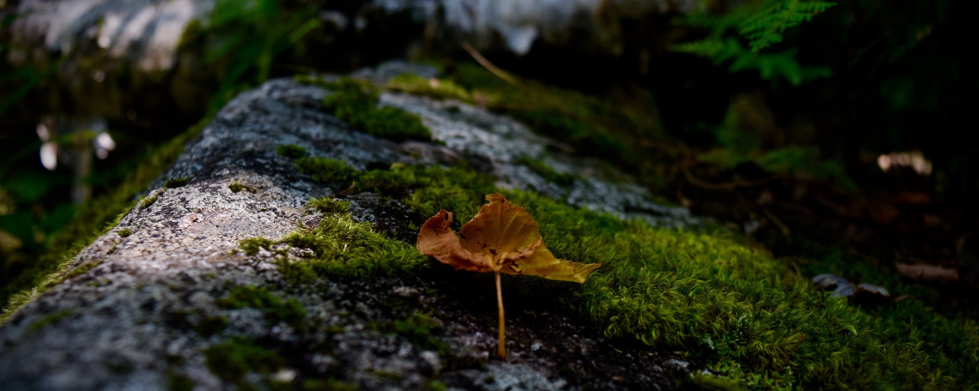 hiking, nature, landscape