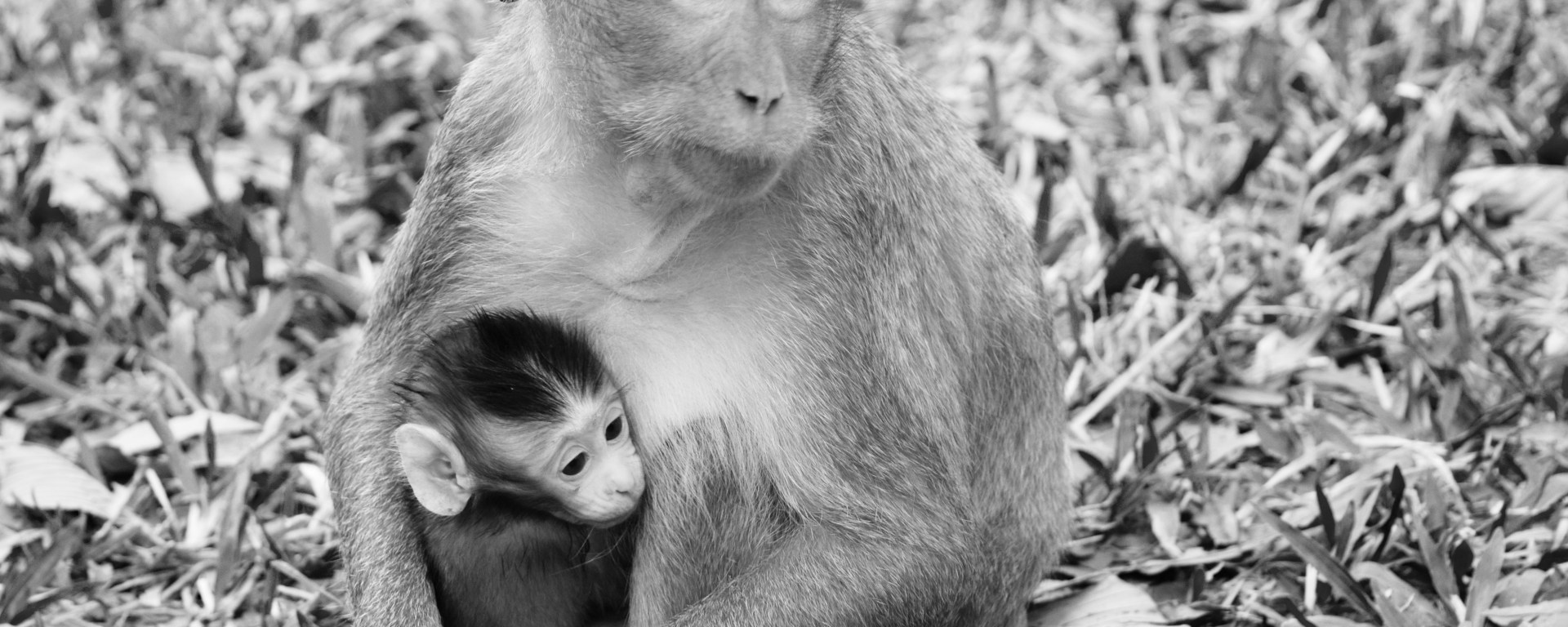 monkey, nature, wildlife