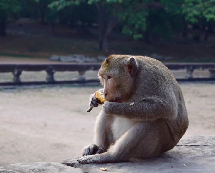 monkey, nature, wildlife