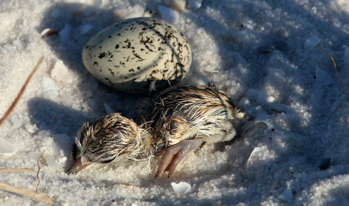 snowy plover, nature, chick, baby, bird, florida, nature
