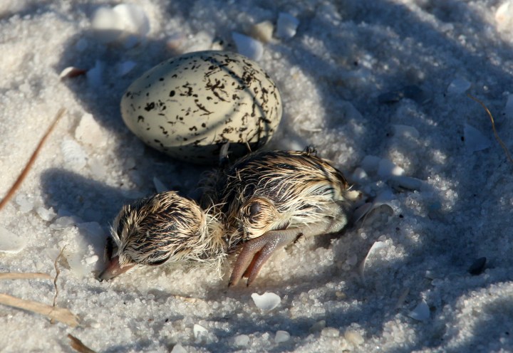 snowy plover, nature, chick, baby, bird, florida, nature