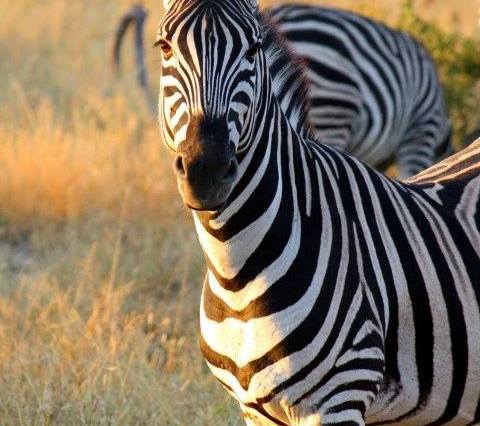zebra, kruger national park, south africa, nature, travel