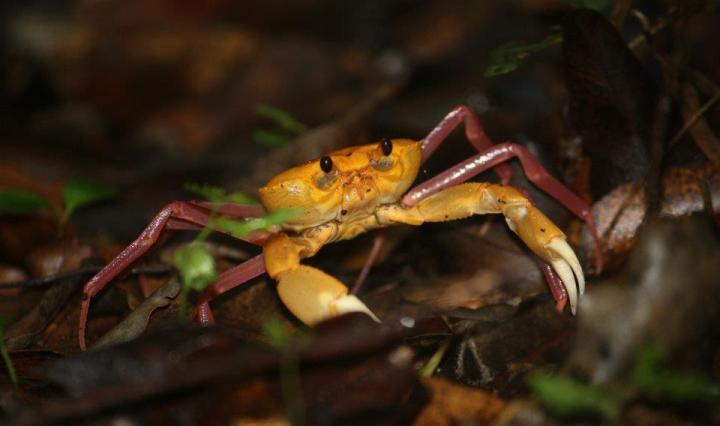nature, travel, crab, madagascar