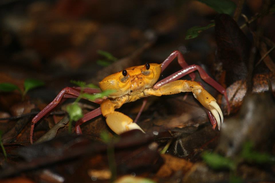 nature, travel, crab, madagascar
