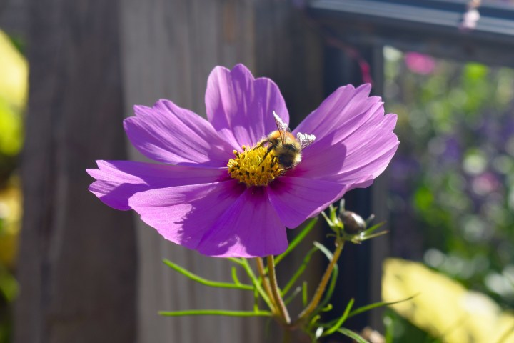 flower, bee, nature