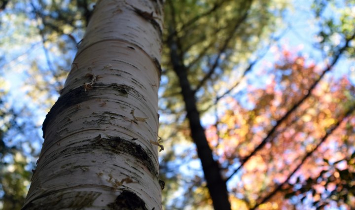 maine, fall, autumn, nature