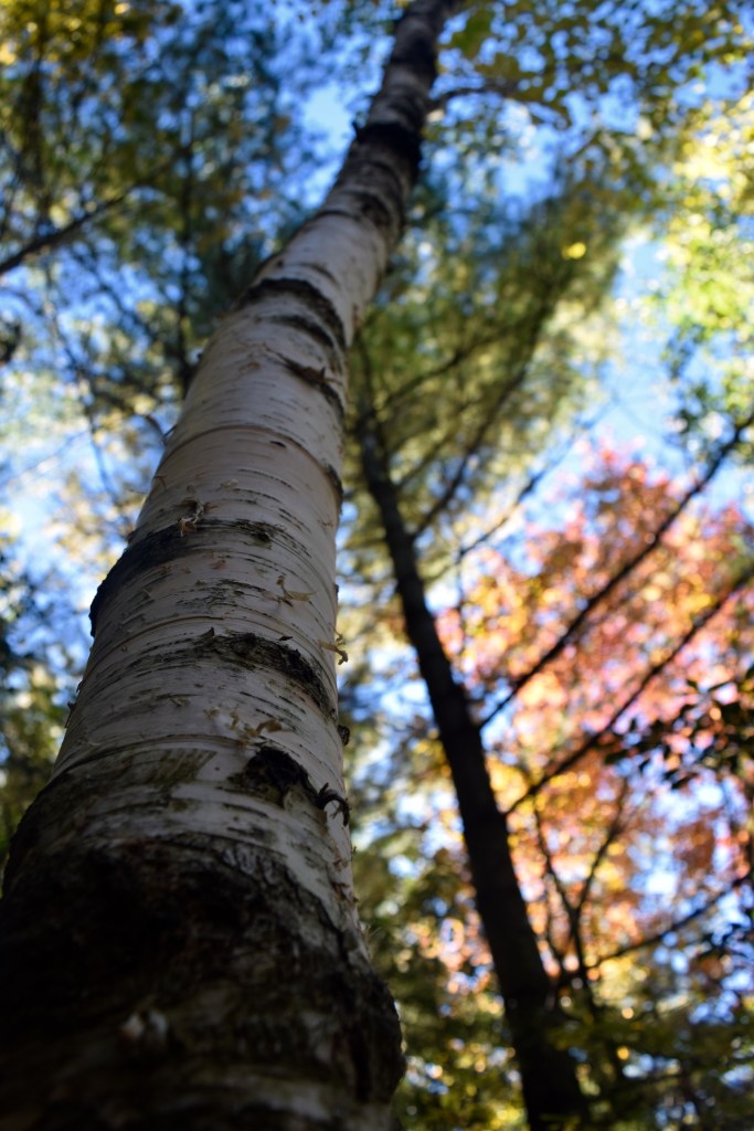 maine, fall, autumn, nature
