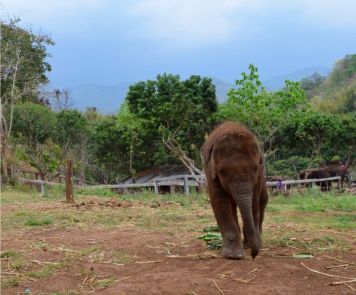 elephant, baby, nature