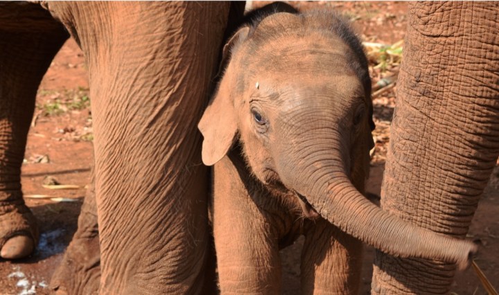 elephant, nature, landscape