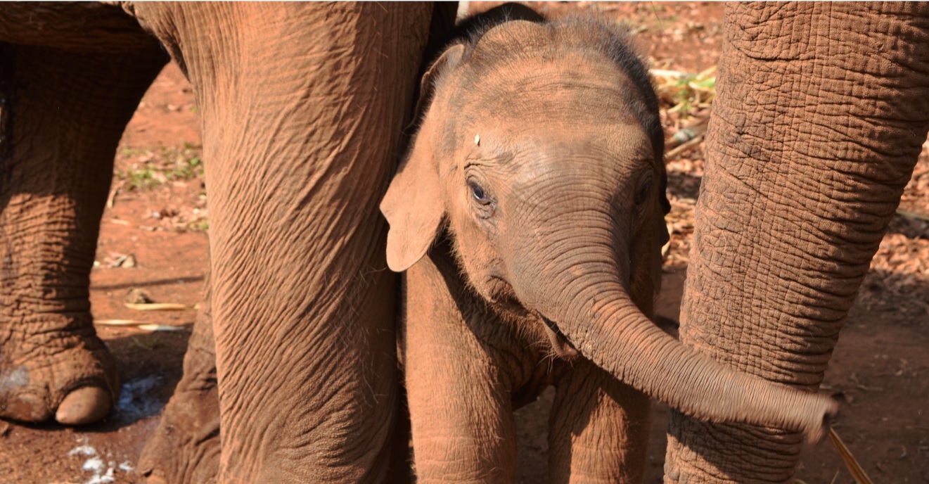 elephant, nature, landscape