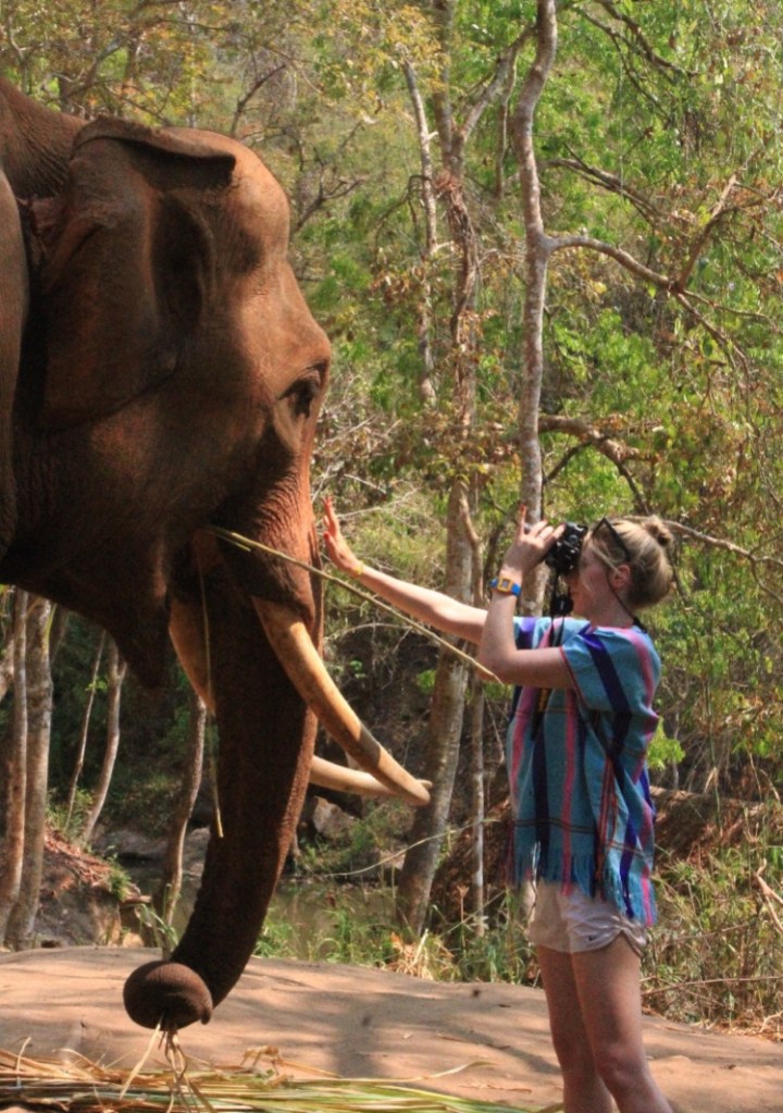 nature, landscape, elephant, photography