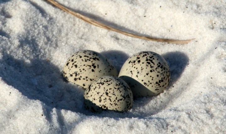 plover eggs, nature, landscape, florida