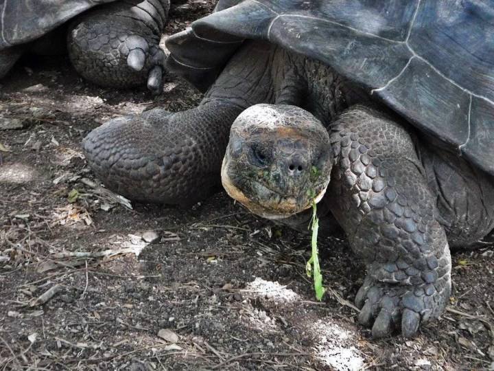 tortoise, galapagos, nature