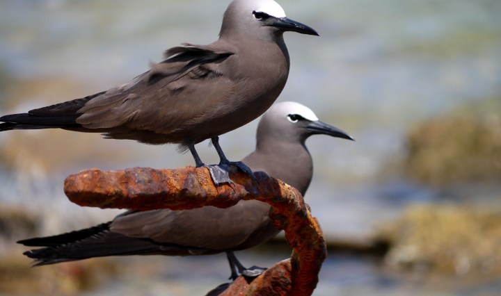 brown noddy, florida, nature